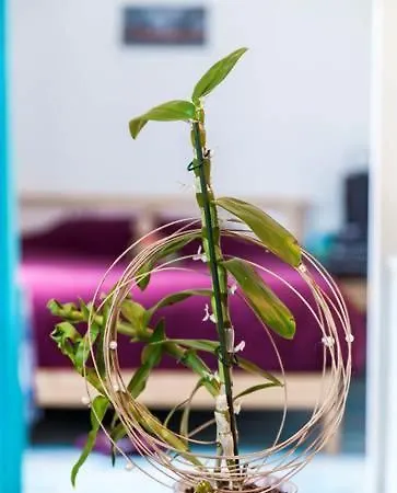 Duquesne Guest house *